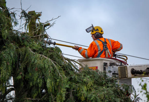  Contra Costa Centre, CA Tree Care Pros