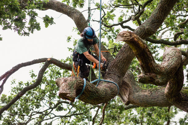 Best Utility Line Clearance  in Contra Costa Centre, CA