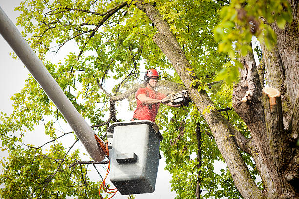 Best Tree and Shrub Care  in Contra Costa Centre, CA