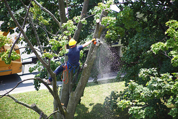 Best Grass Overseeding  in Contra Costa Centre, CA