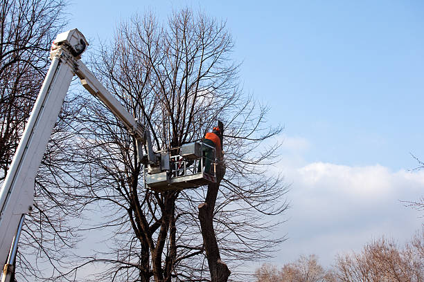 How Our Tree Care Process Works  in  Contra Costa Centre, CA