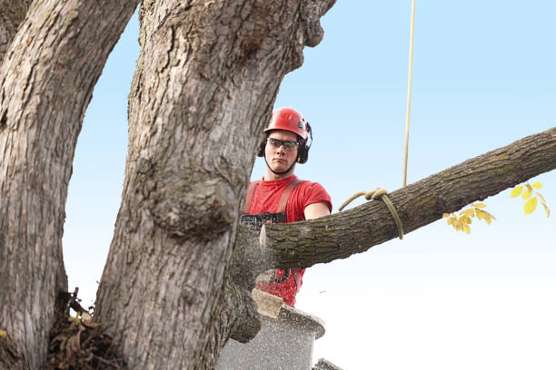 Best Tree Cabling and Bracing  in Contra Costa Centre, CA